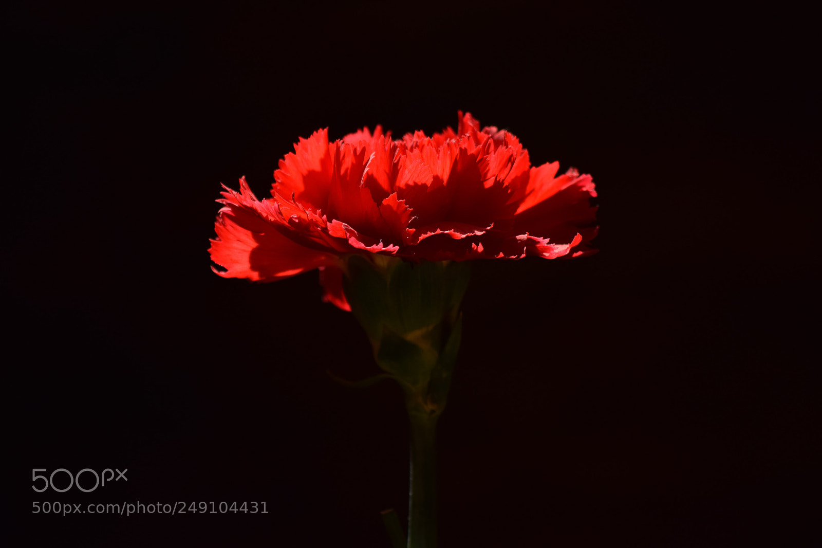 Nikon D3300 sample photo. Carnation photography