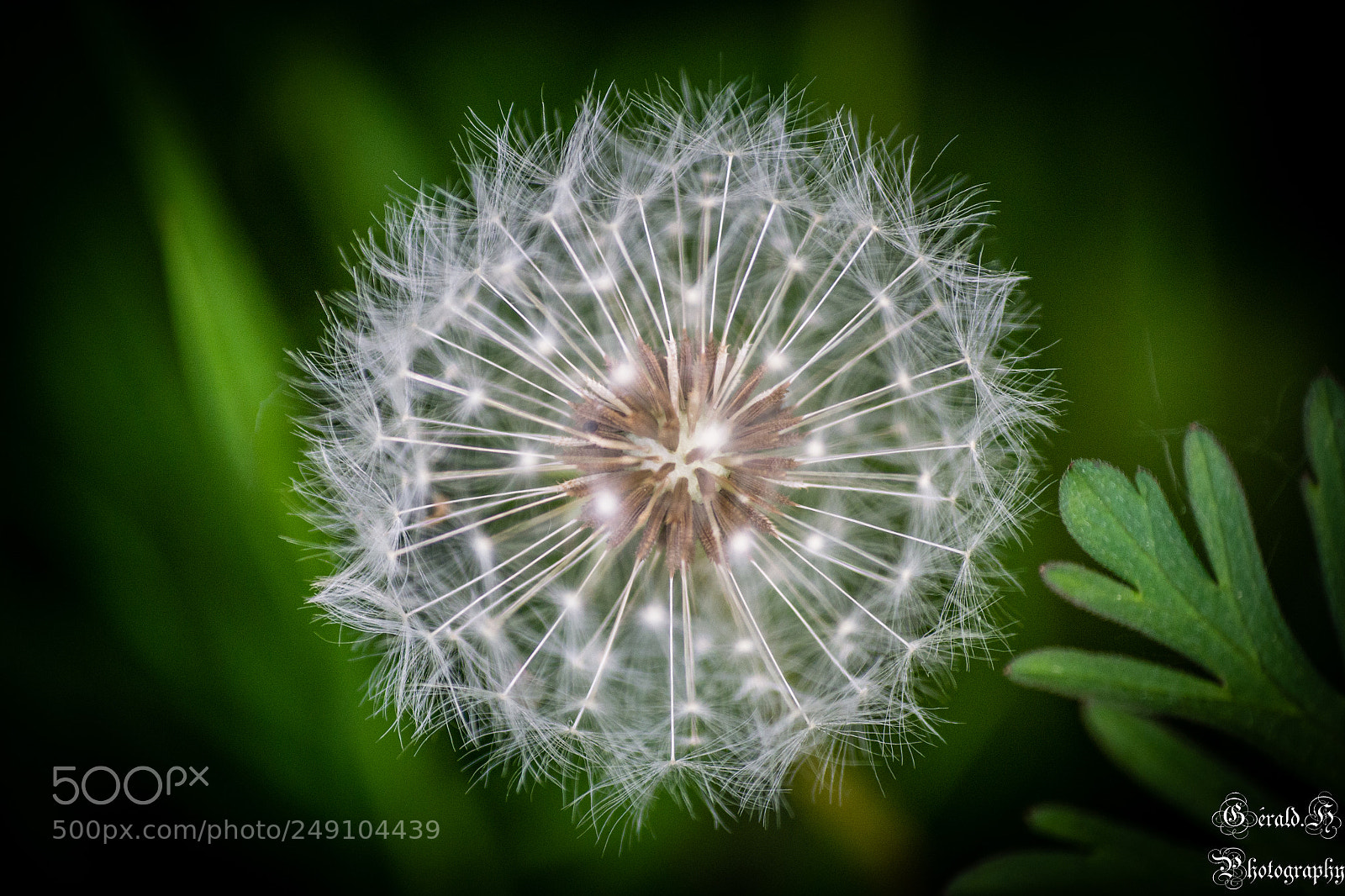 Nikon D3100 sample photo. En fleurs photography