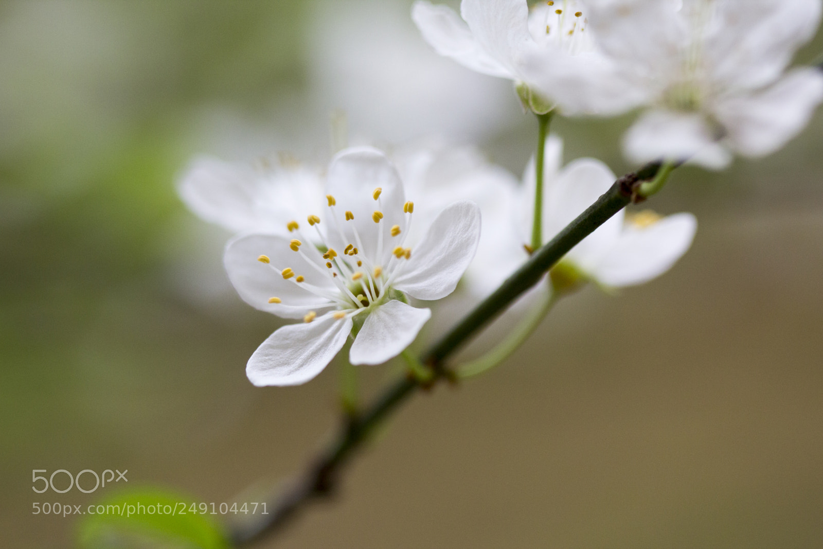 Canon EOS 600D (Rebel EOS T3i / EOS Kiss X5) sample photo. Spring photography