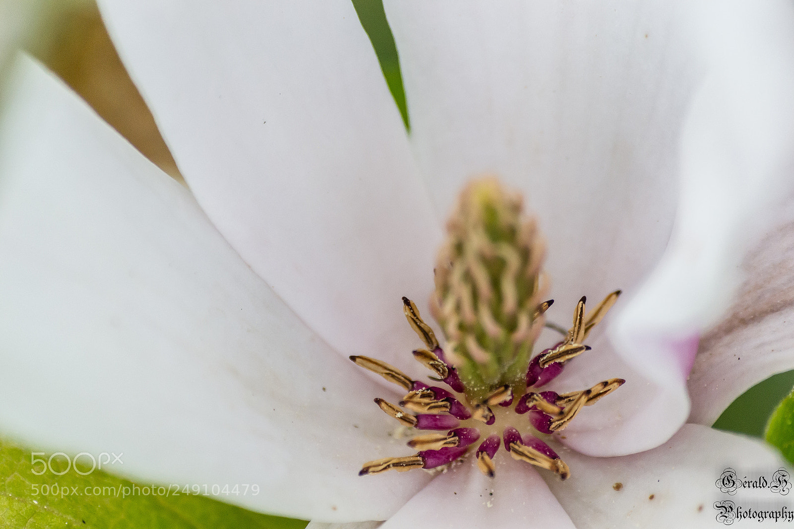 Nikon D3100 sample photo. En fleurs photography