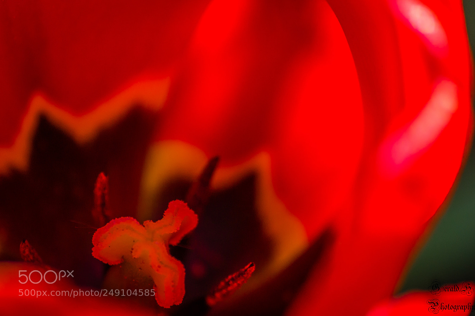 Nikon D3100 sample photo. En fleurs photography