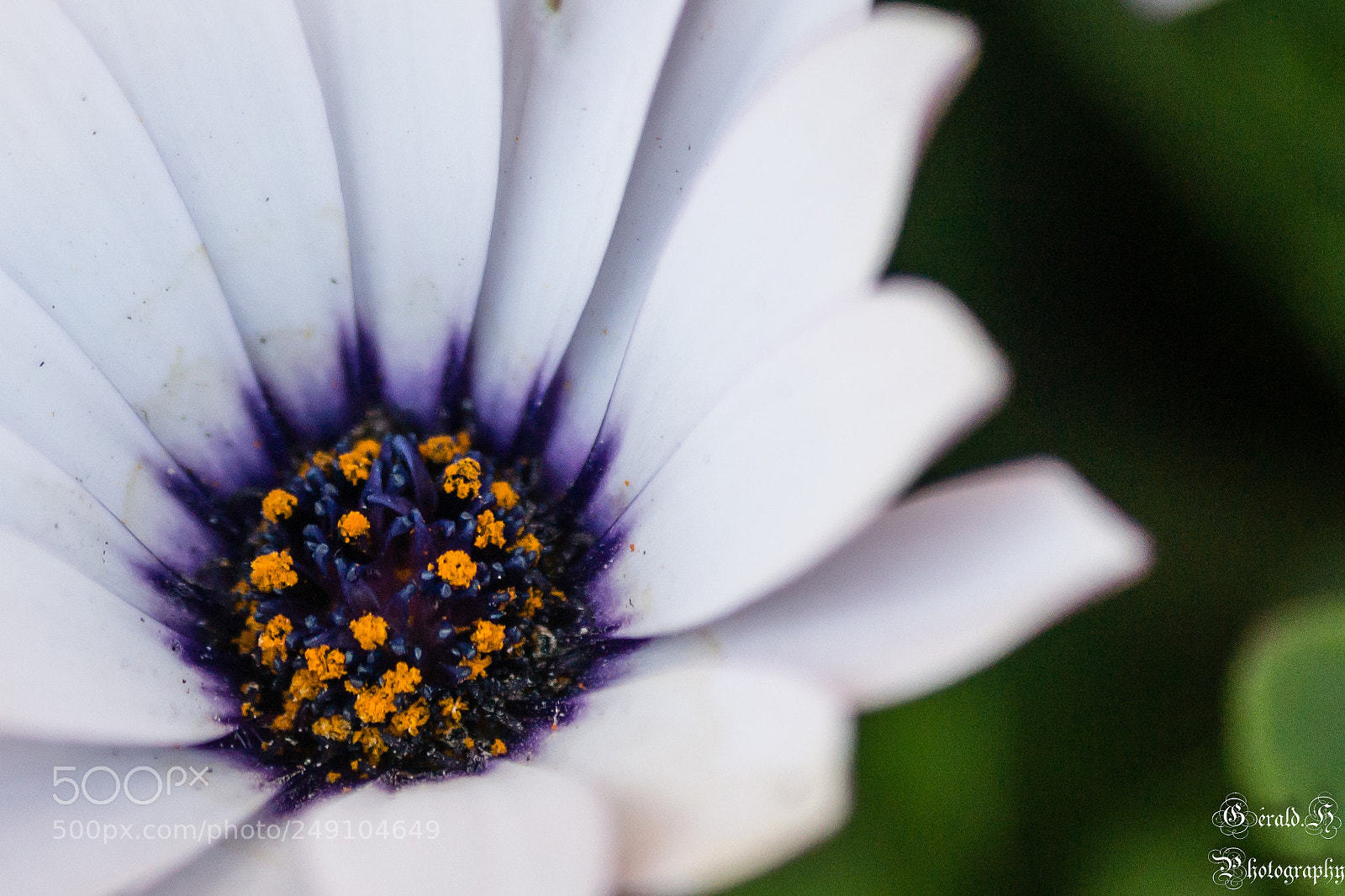Nikon D3100 sample photo. En fleurs photography