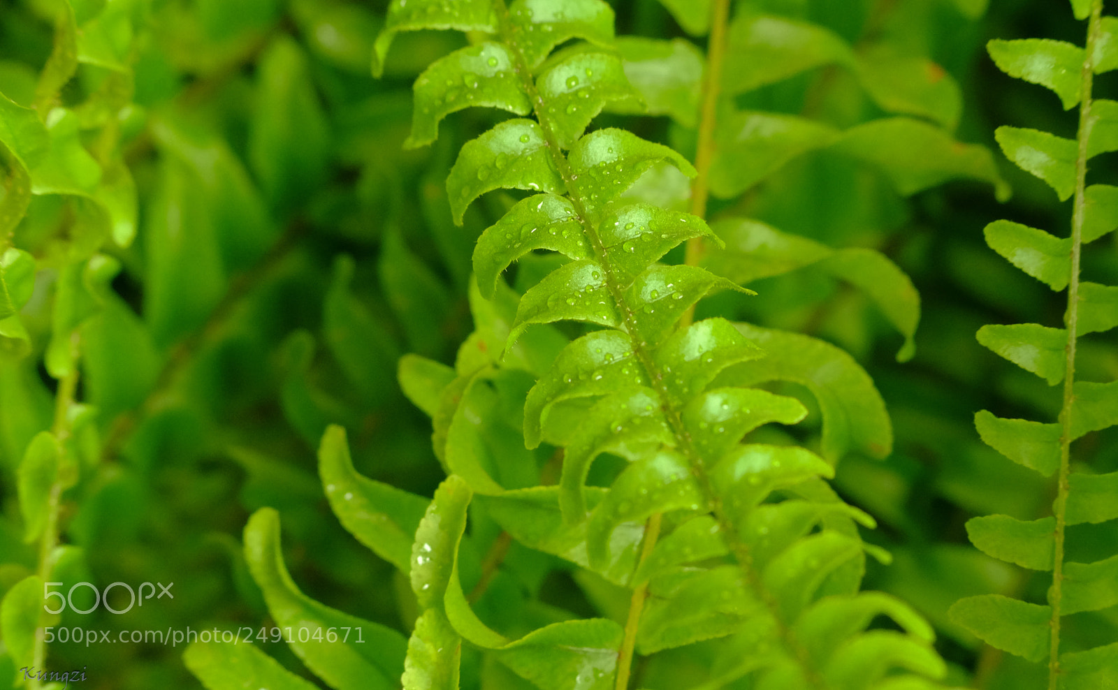 Fujifilm X-T1 sample photo. Just green photography