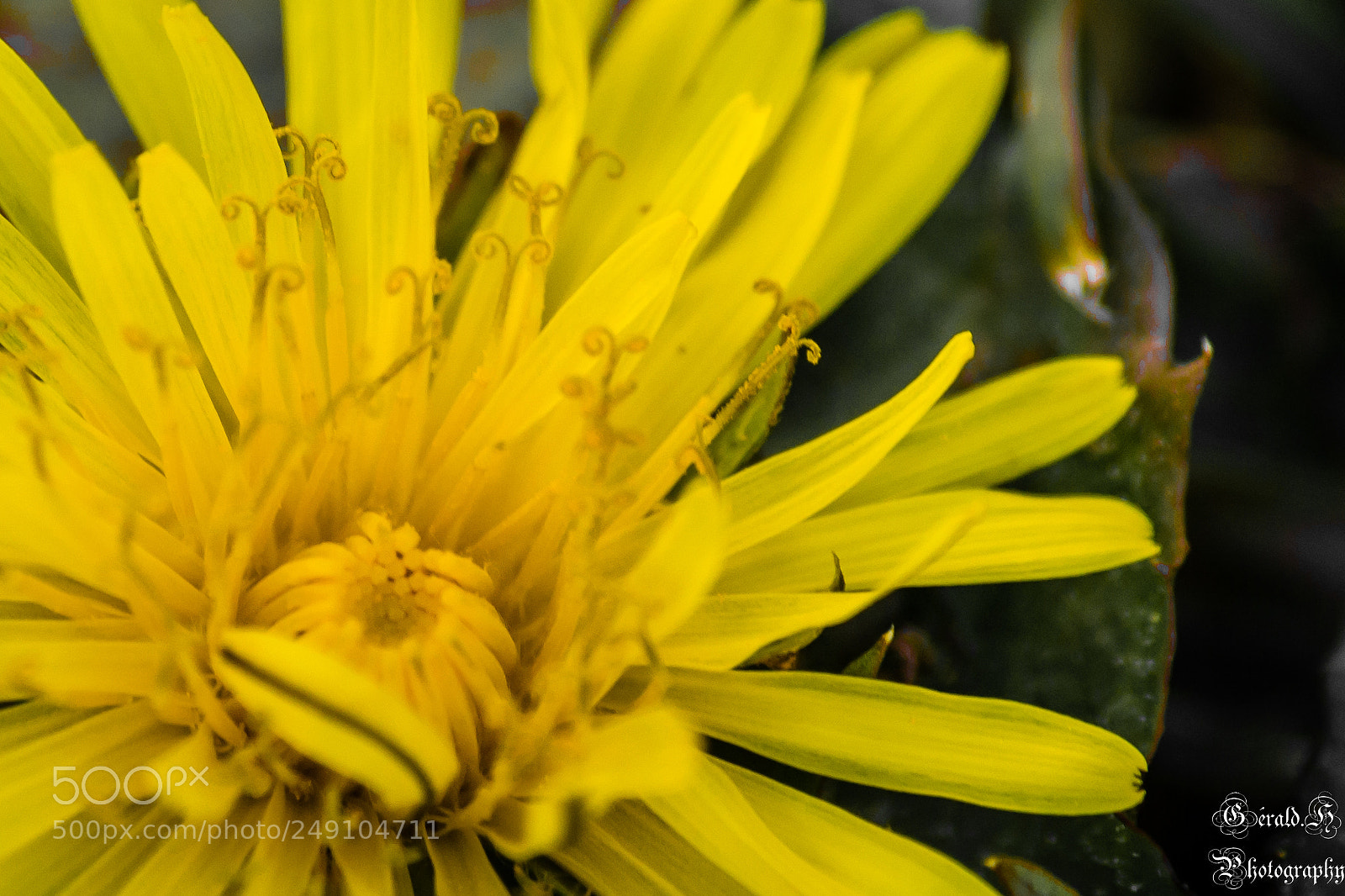 Nikon D3100 sample photo. En fleurs photography