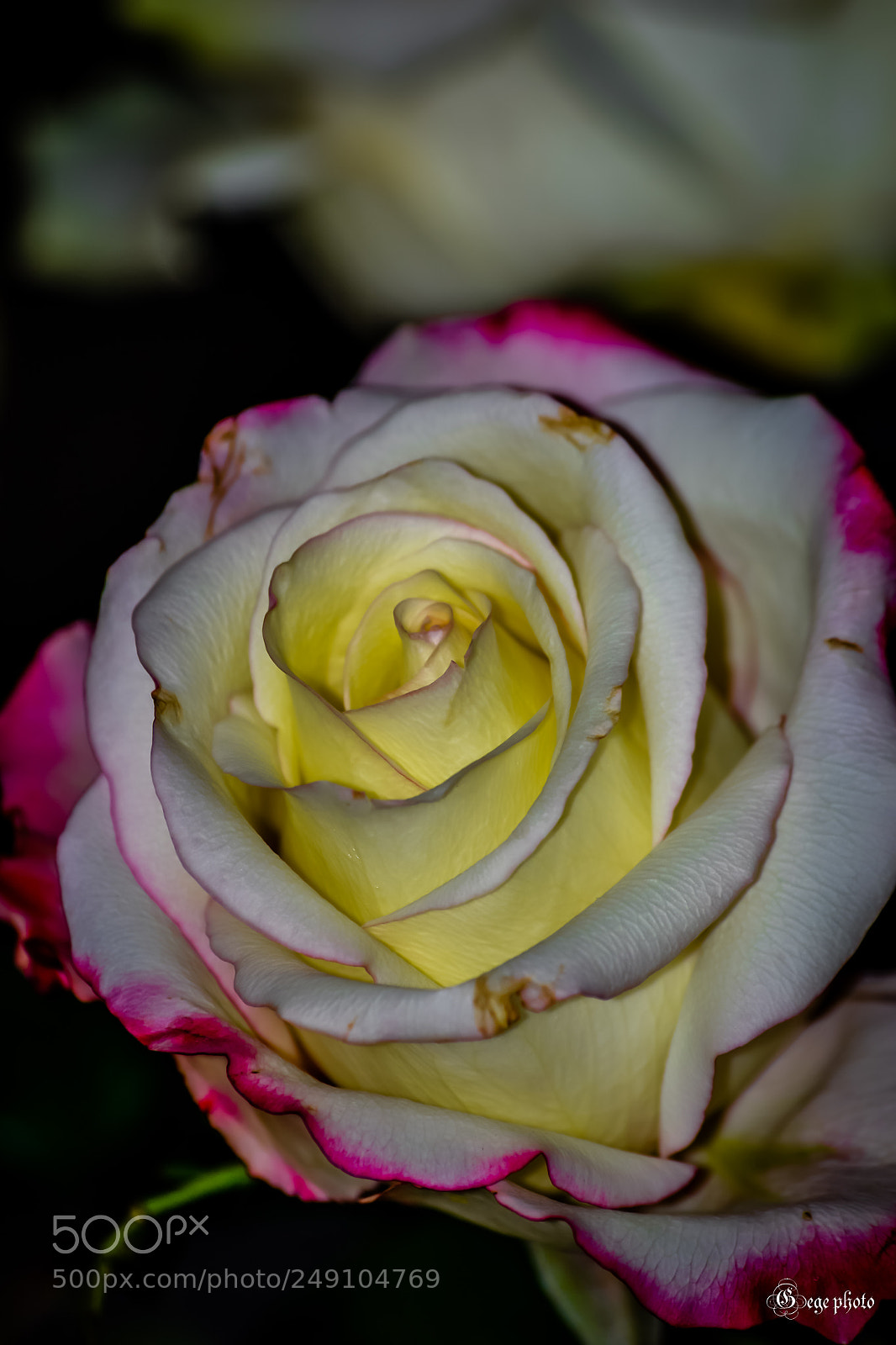 Nikon D3100 sample photo. En fleurs photography