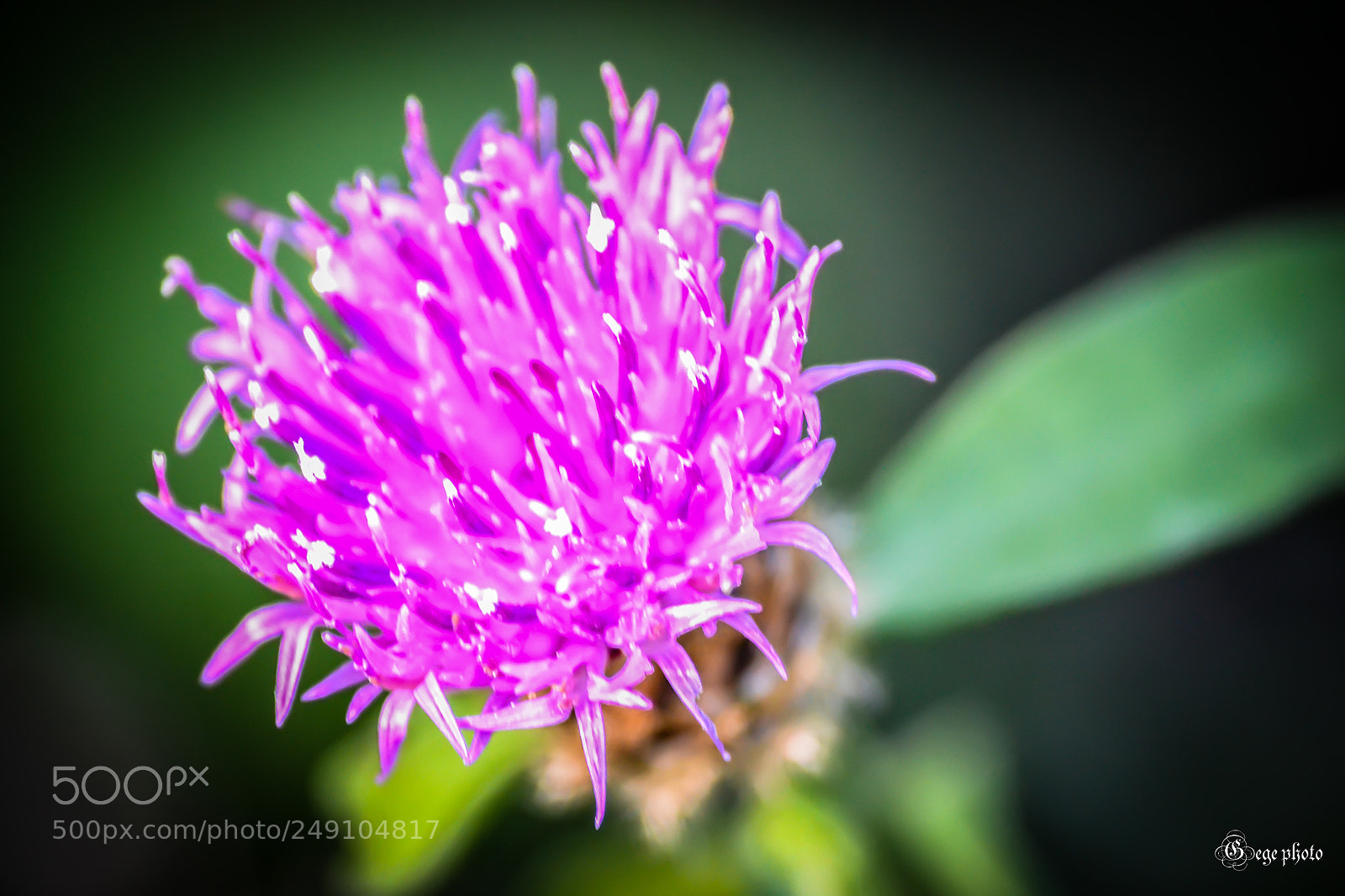 Nikon D3100 sample photo. En fleurs photography