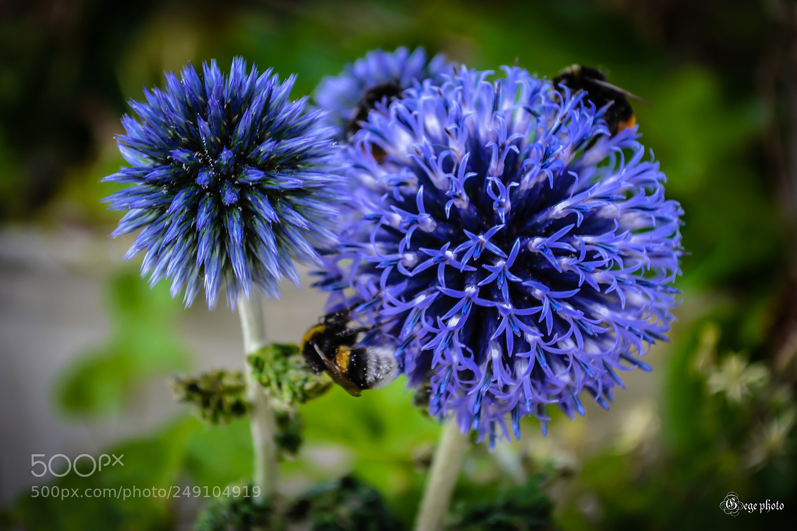 Nikon D3100 sample photo. En fleurs photography