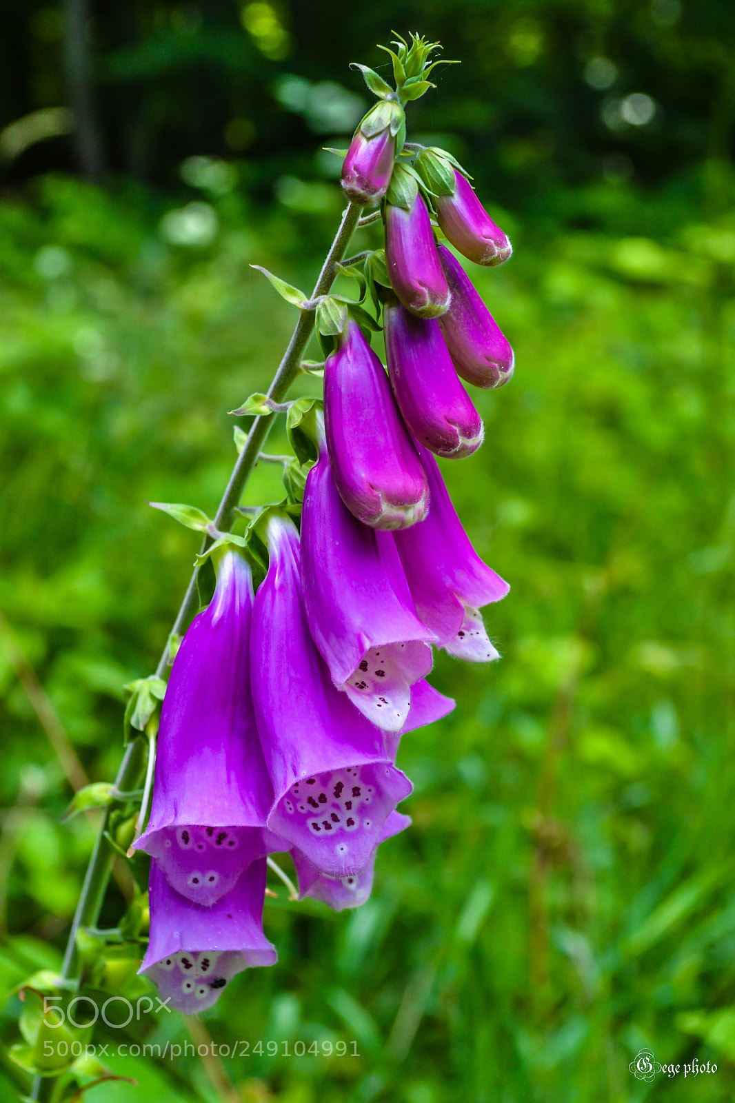 Nikon D3100 sample photo. En fleurs photography