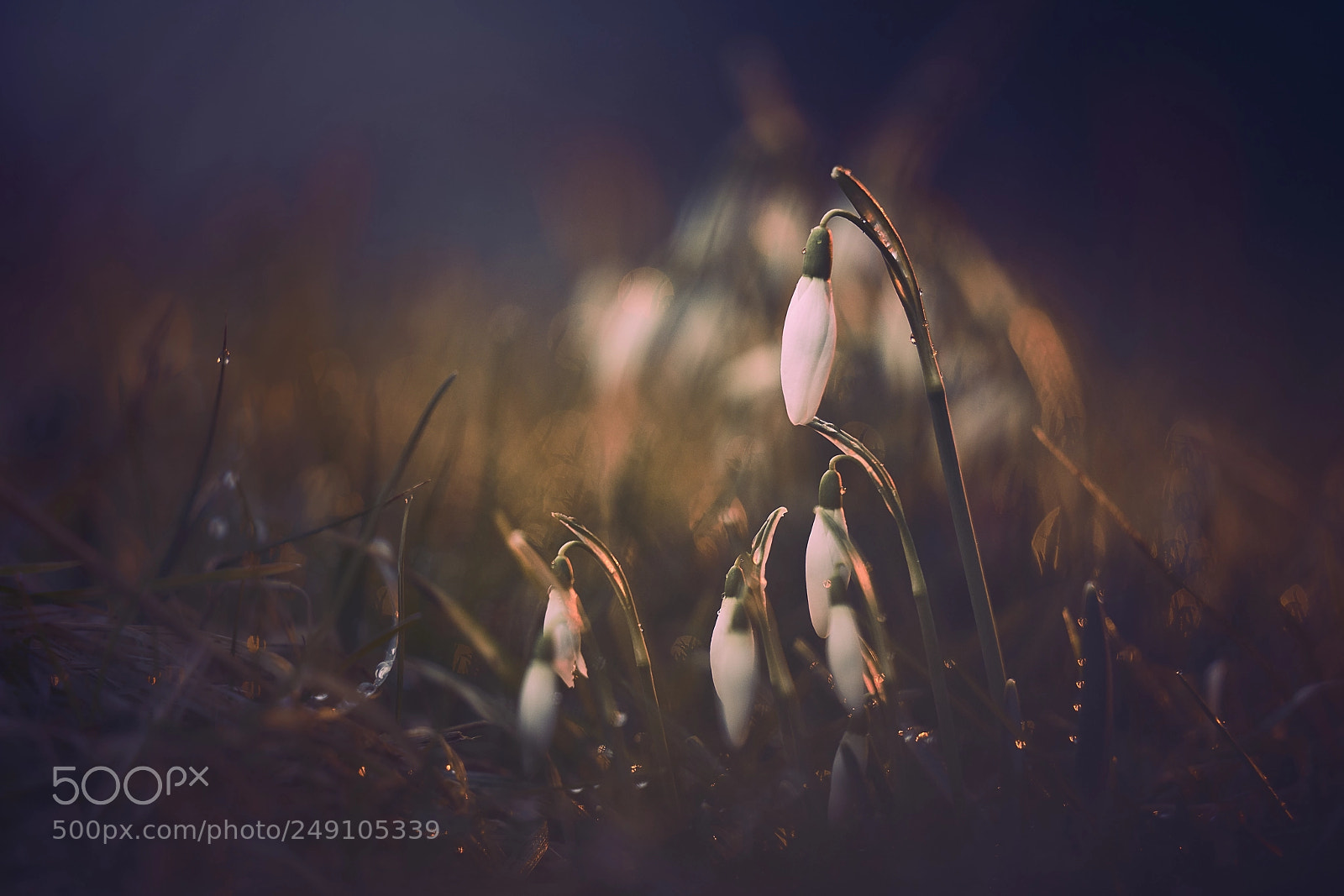 Sony a7R II sample photo. Schneeglöckchen photography