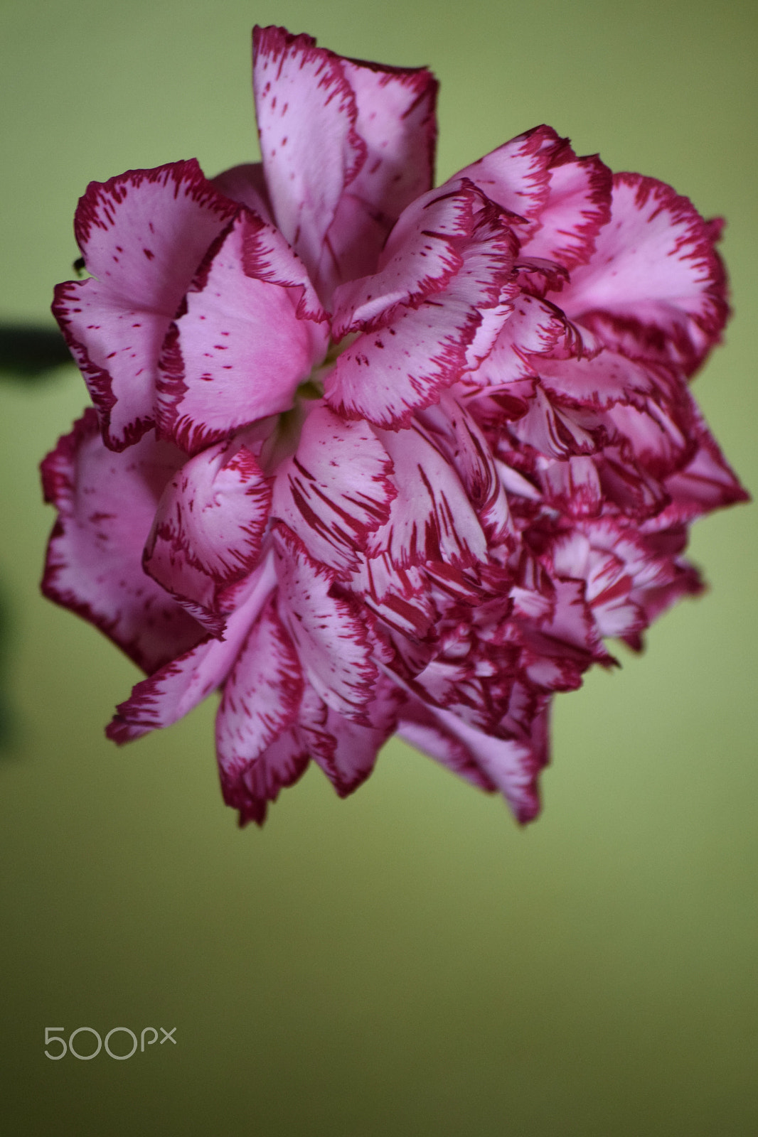 Nikon D3300 sample photo. Dianthus caryophyllus photography