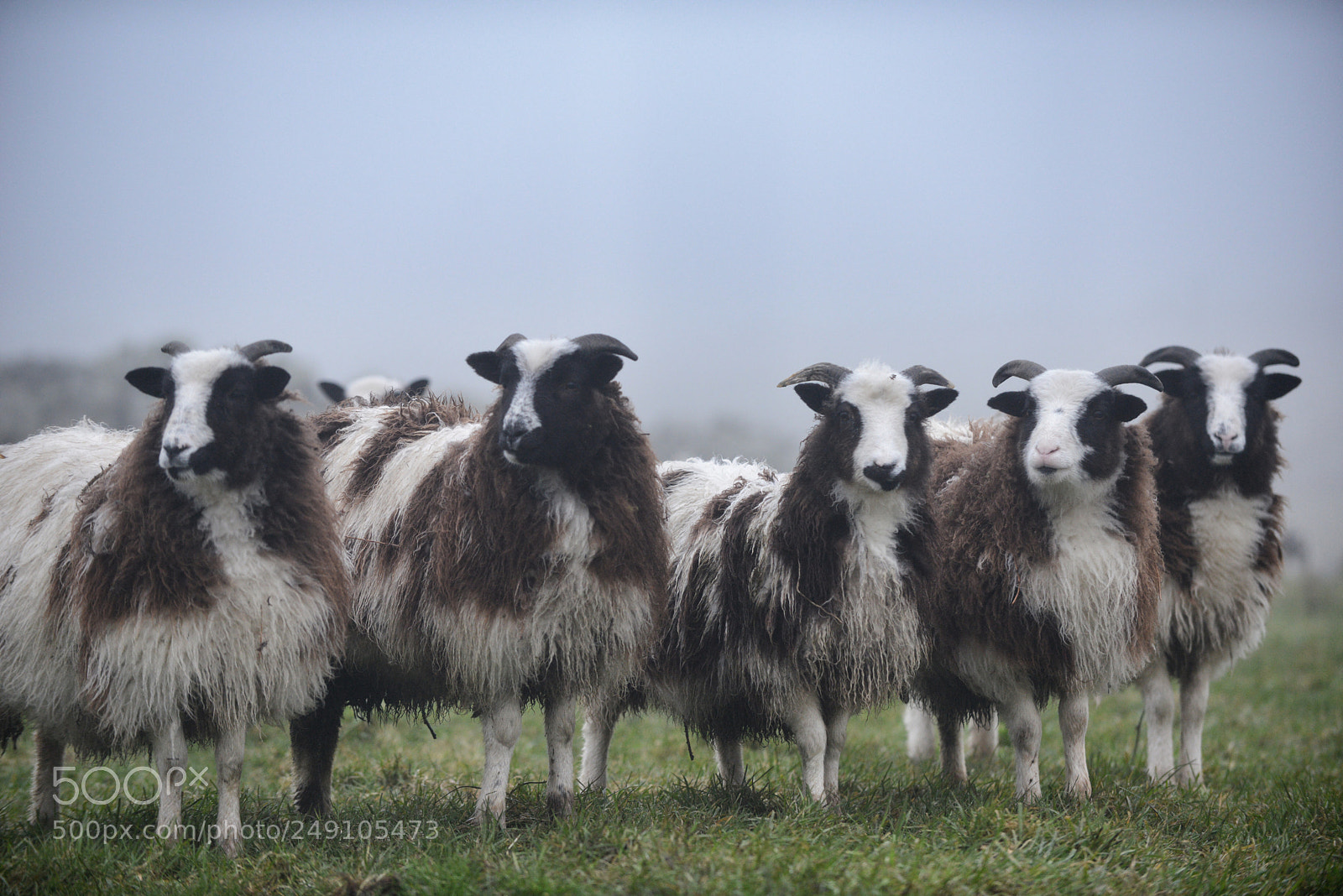 Nikon D800 sample photo. Sheep in the spring photography