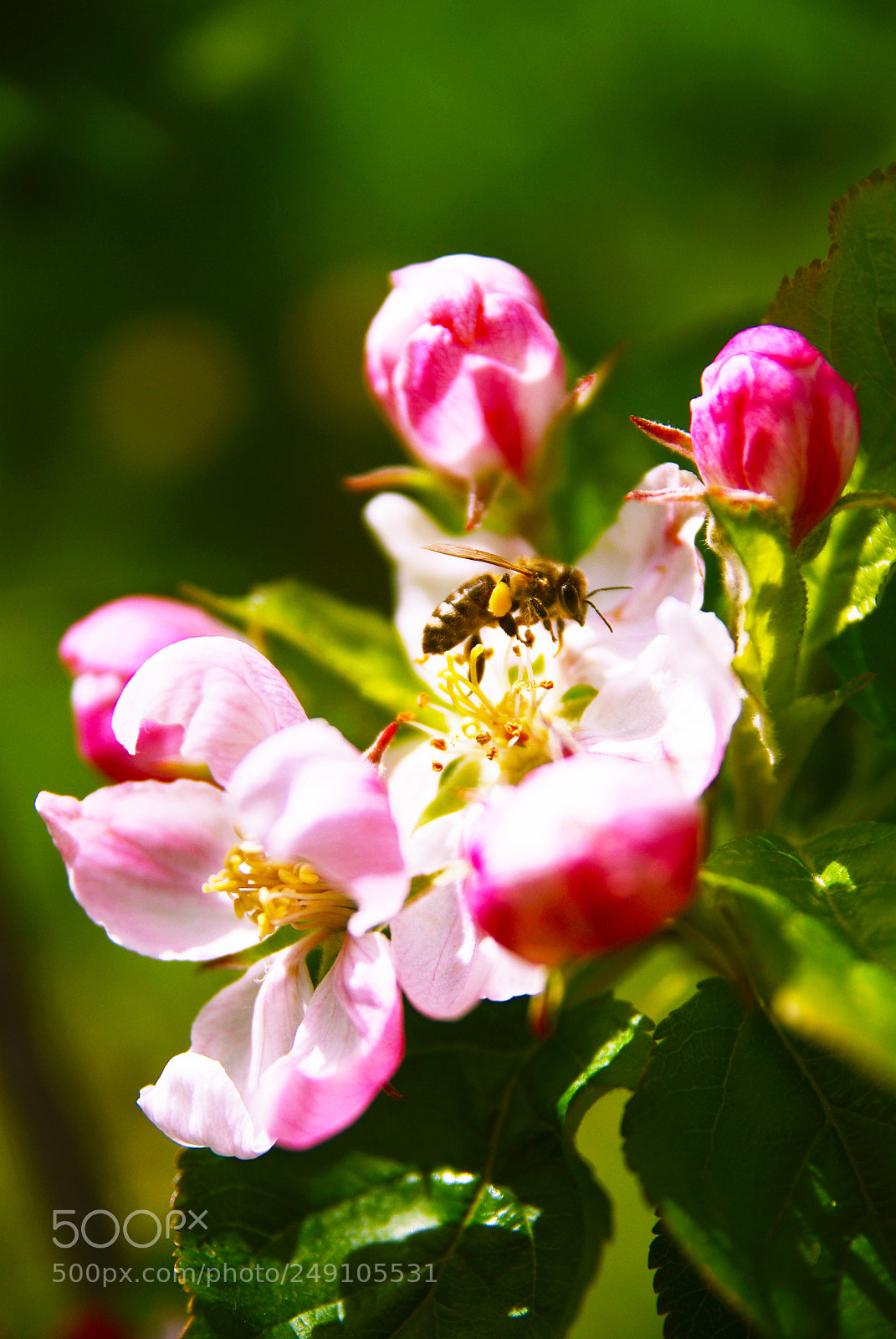 Pentax K200D sample photo. Spring photography