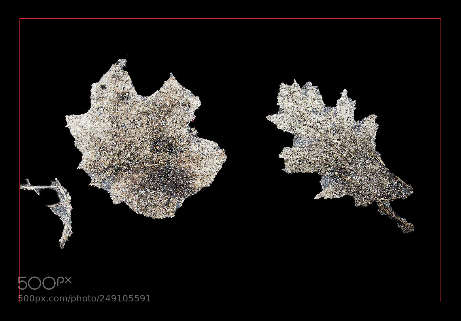 Sony SLT-A55 (SLT-A55V) sample photo. My winter herbarium photography