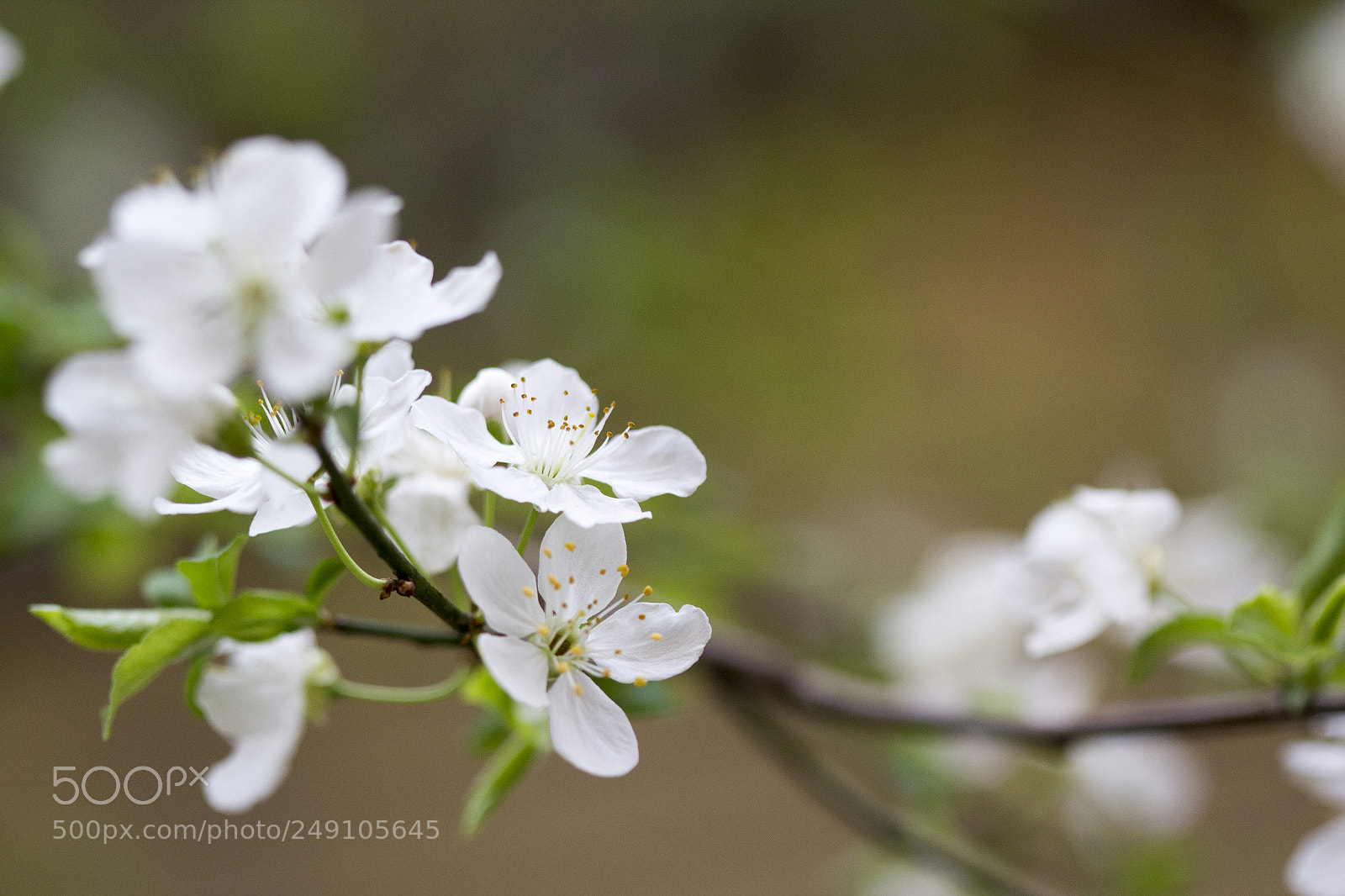 Canon EOS 600D (Rebel EOS T3i / EOS Kiss X5) sample photo. Spring photography