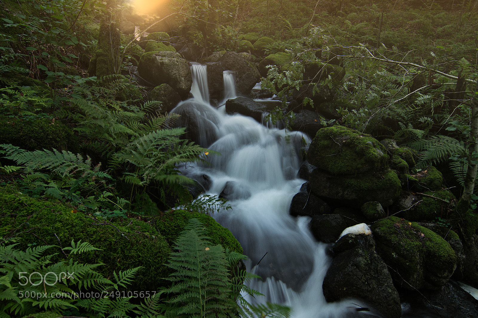 Nikon D7100 sample photo. Spring forrest photography