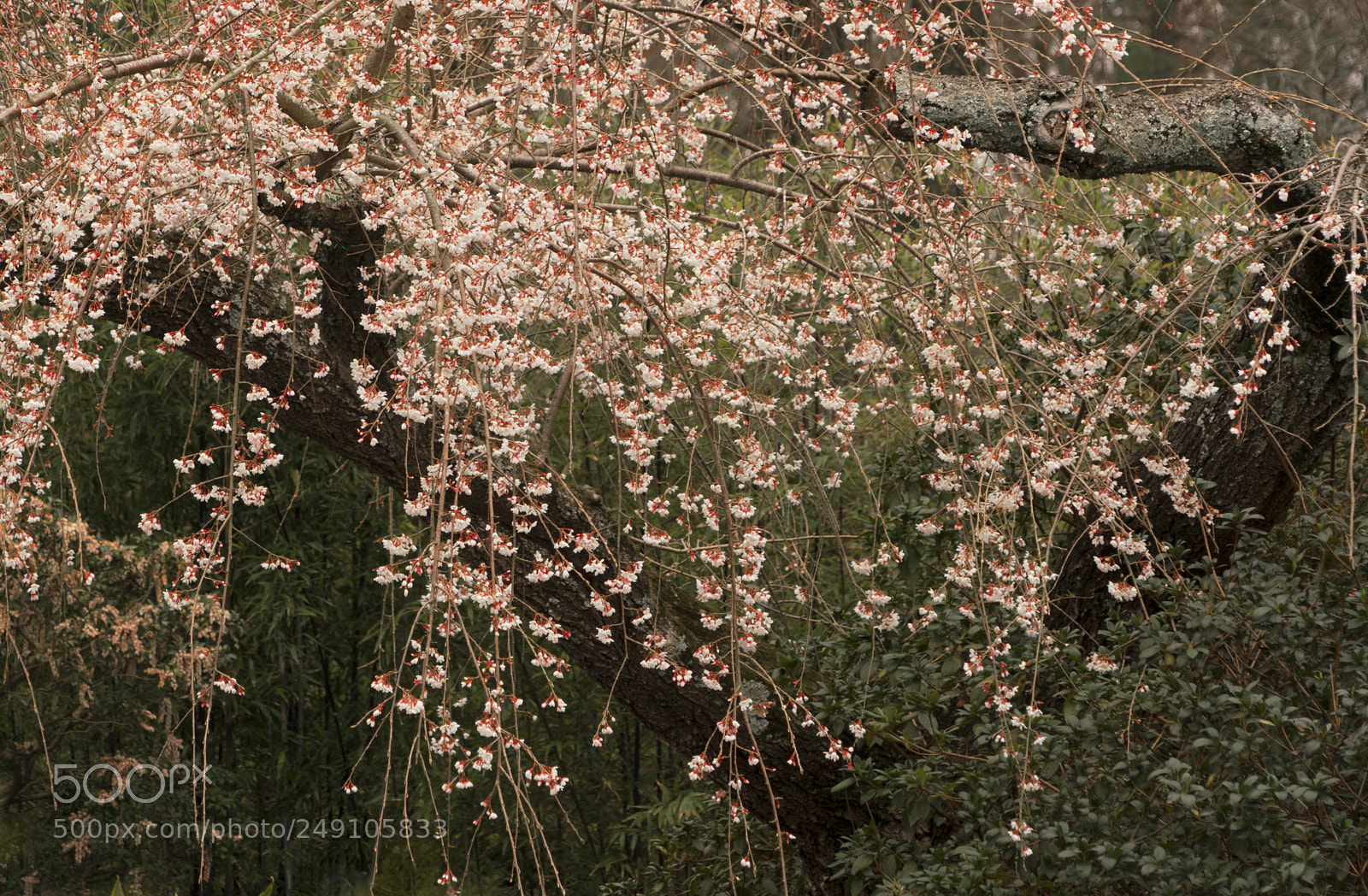 Sony a7R III sample photo. Weeping cherry blossom tree photography
