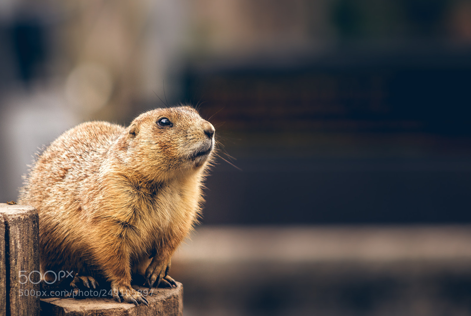 Canon EOS 600D (Rebel EOS T3i / EOS Kiss X5) sample photo. Prairie dog photography