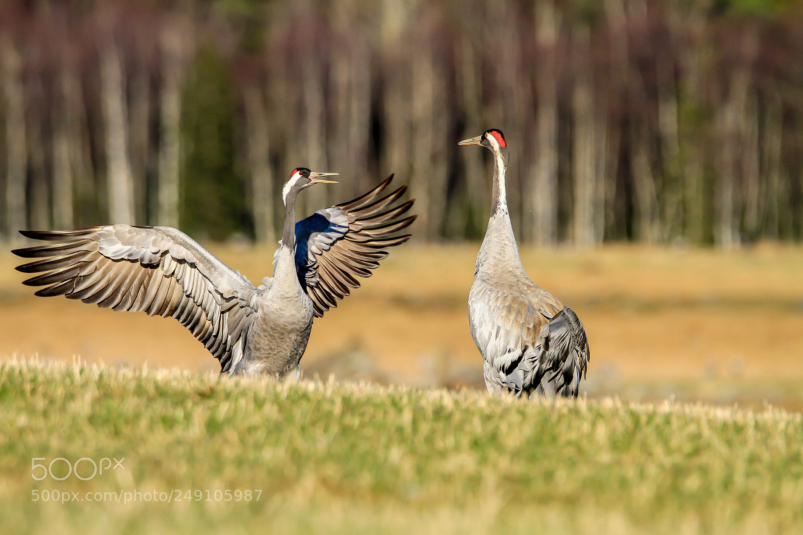 Canon EOS 7D sample photo. Crane dance photography