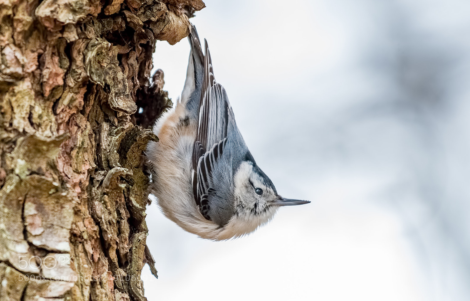 Nikon D500 sample photo. White-breasted nuthatch in the photography