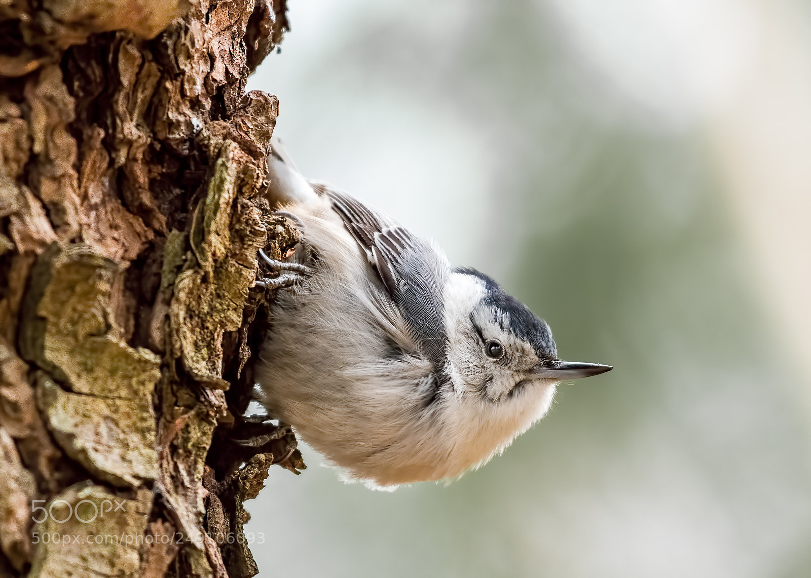 Nikon D500 sample photo. White-breasted nuthatch in the photography