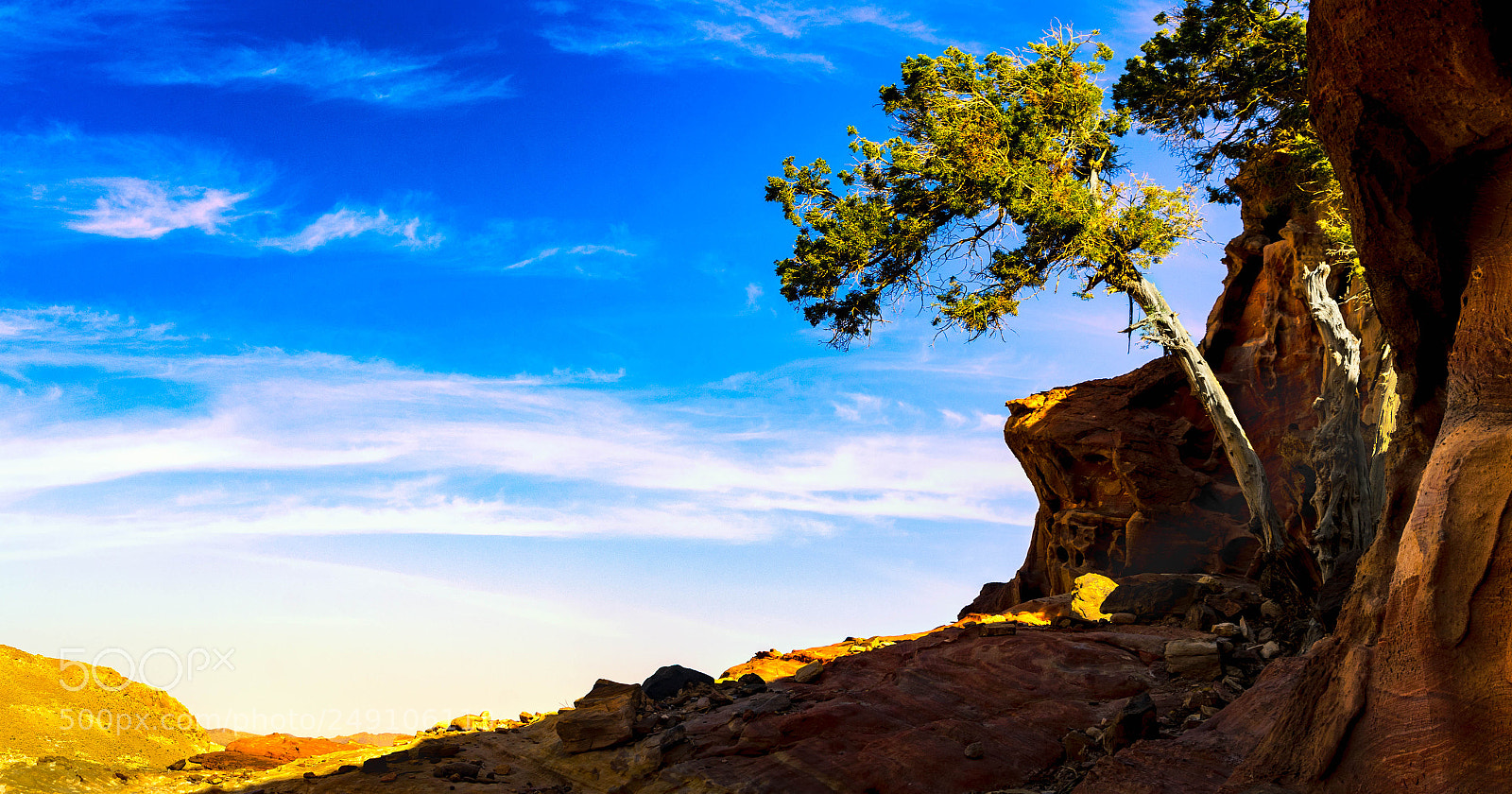 Nikon D7000 sample photo. Life in the desert photography