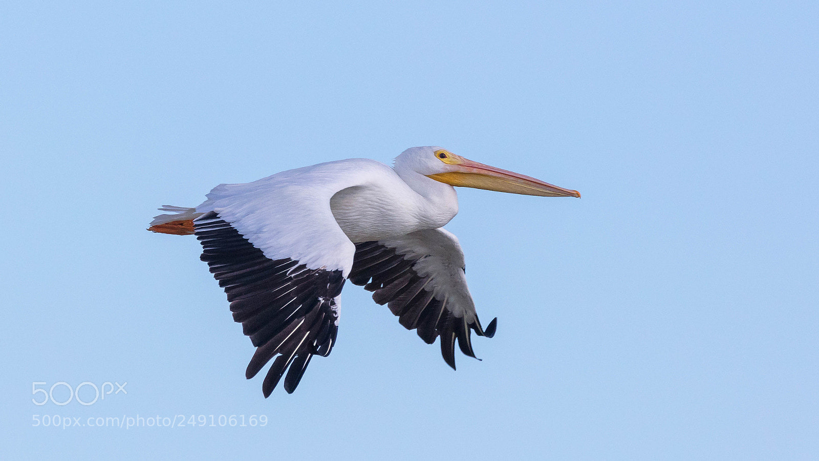 Canon EOS 5DS sample photo. White pelican photography