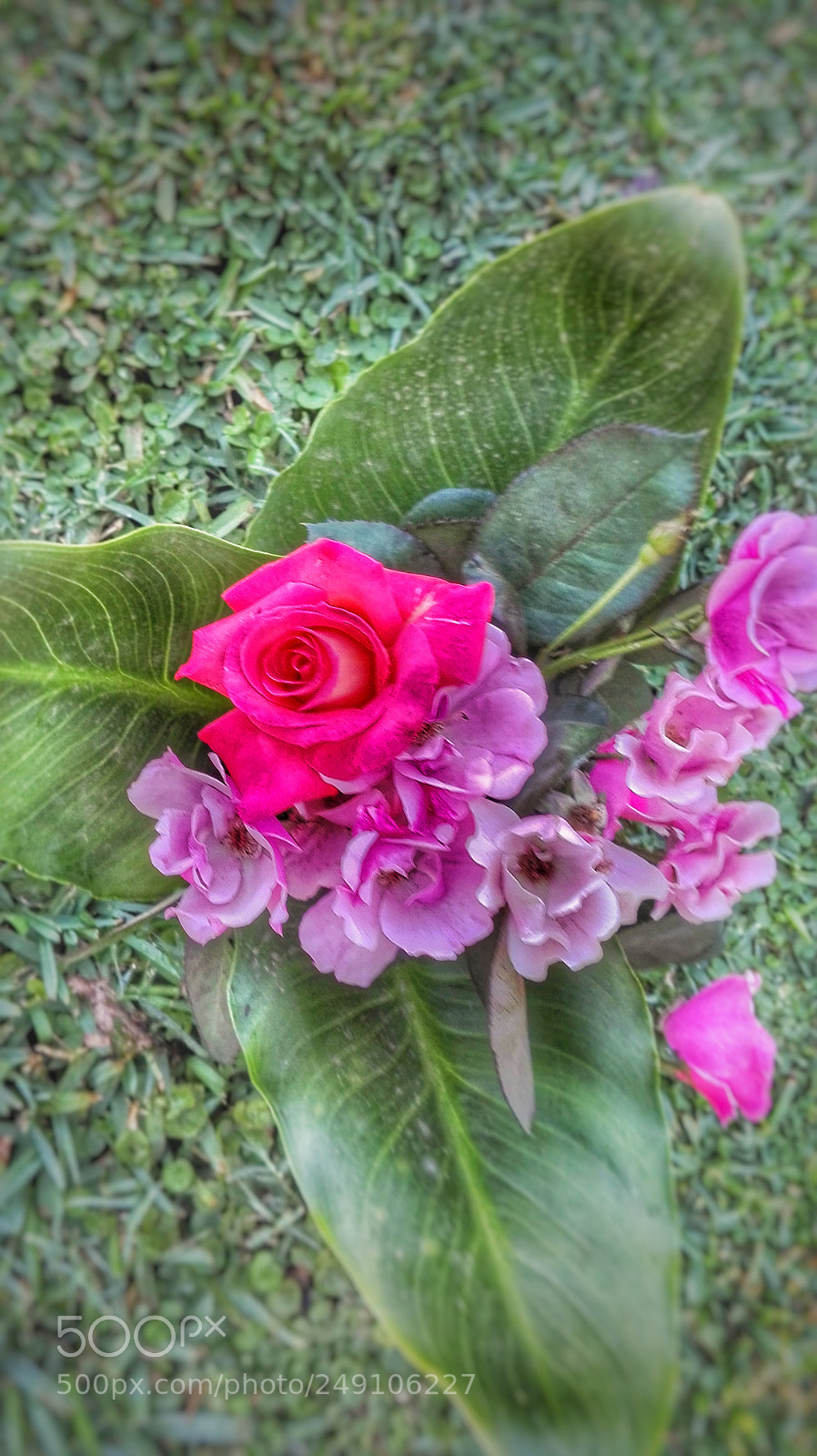 HUAWEI P8 Lite sample photo. For my love photography