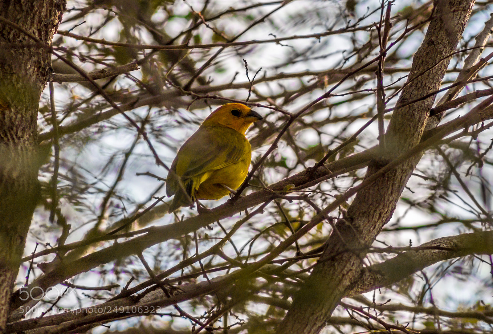 Canon EOS 1100D (EOS Rebel T3 / EOS Kiss X50) sample photo. Saffron finch (sicalis flaveola) photography