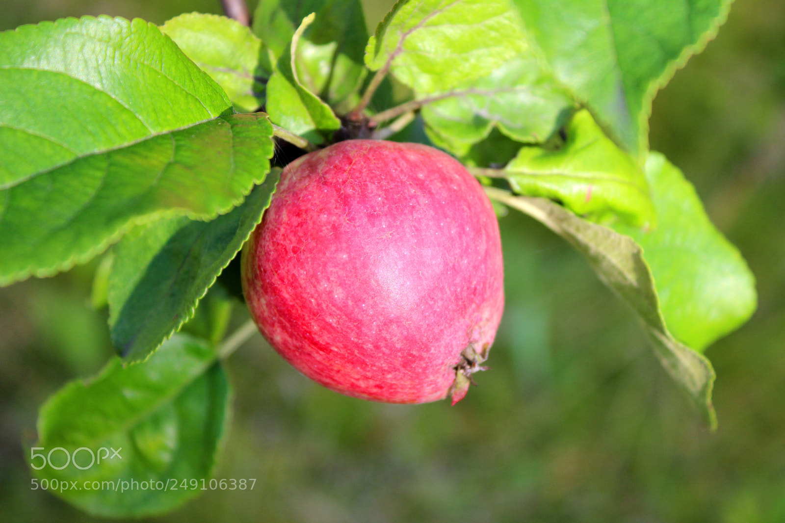 Canon EOS 600D (Rebel EOS T3i / EOS Kiss X5) sample photo. Img photography