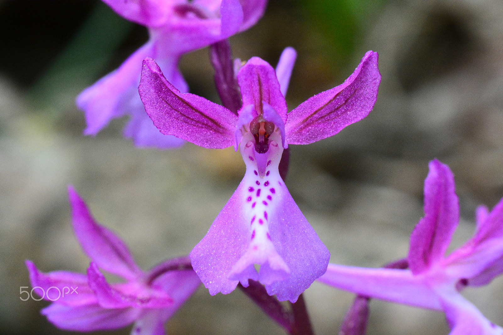 Nikon AF-S Micro-Nikkor 105mm F2.8G IF-ED VR sample photo