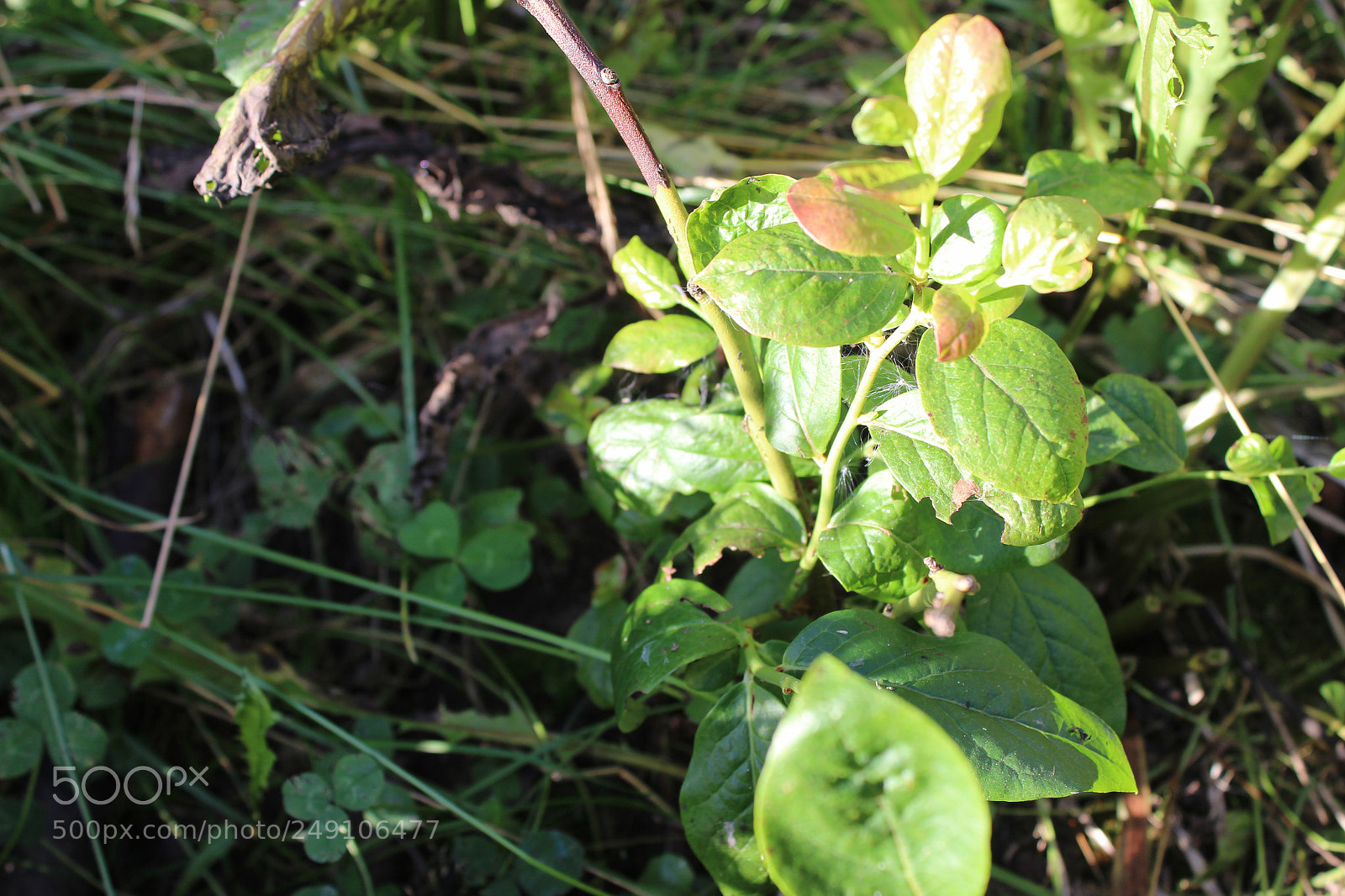 Canon EOS 600D (Rebel EOS T3i / EOS Kiss X5) sample photo. Img photography