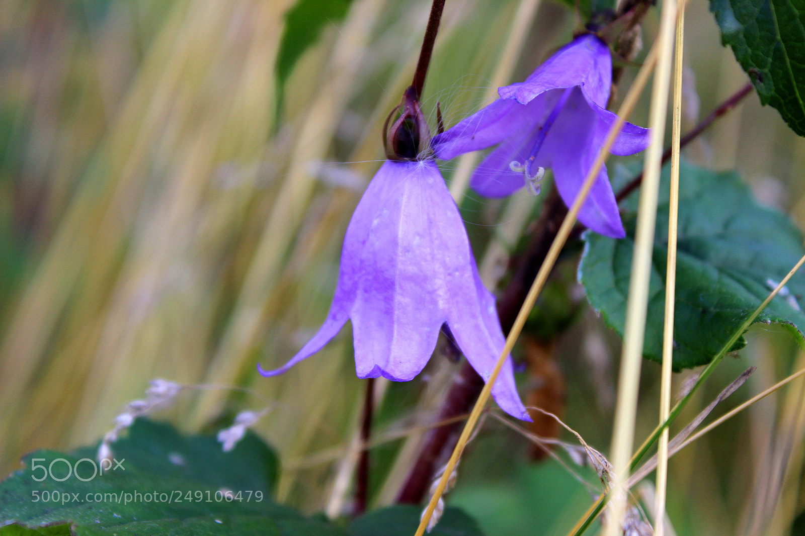 Canon EOS 600D (Rebel EOS T3i / EOS Kiss X5) sample photo. Img photography
