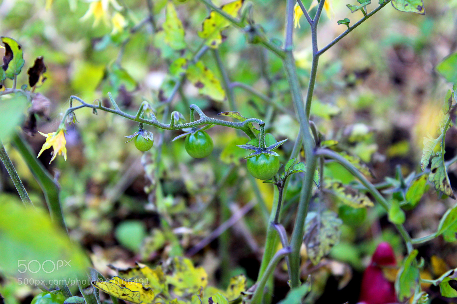 Canon EOS 600D (Rebel EOS T3i / EOS Kiss X5) sample photo. Img photography