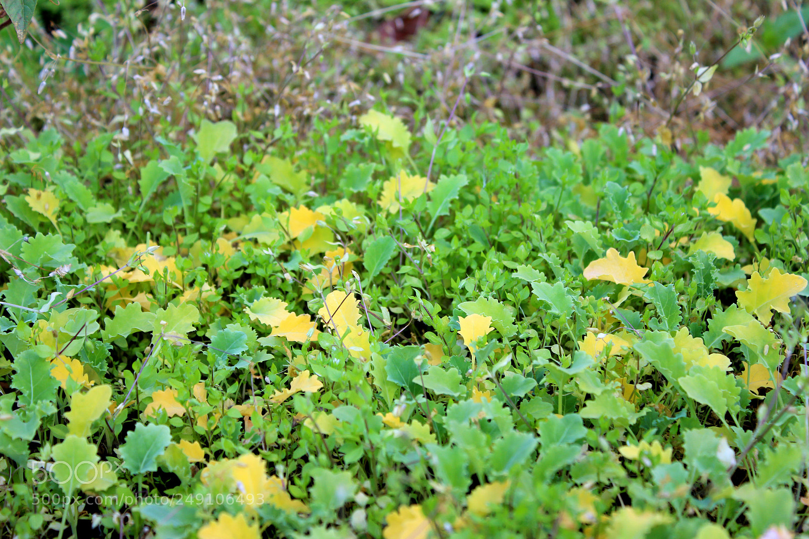 Canon EOS 600D (Rebel EOS T3i / EOS Kiss X5) sample photo. Img photography