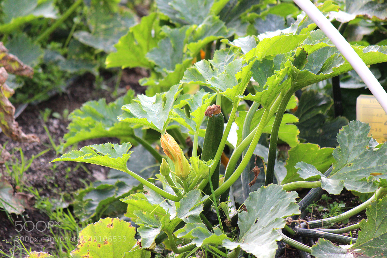 Canon EOS 600D (Rebel EOS T3i / EOS Kiss X5) sample photo. Img photography