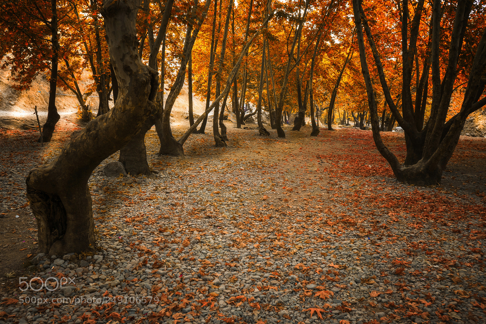 Sony a7 sample photo. The dream fall photography