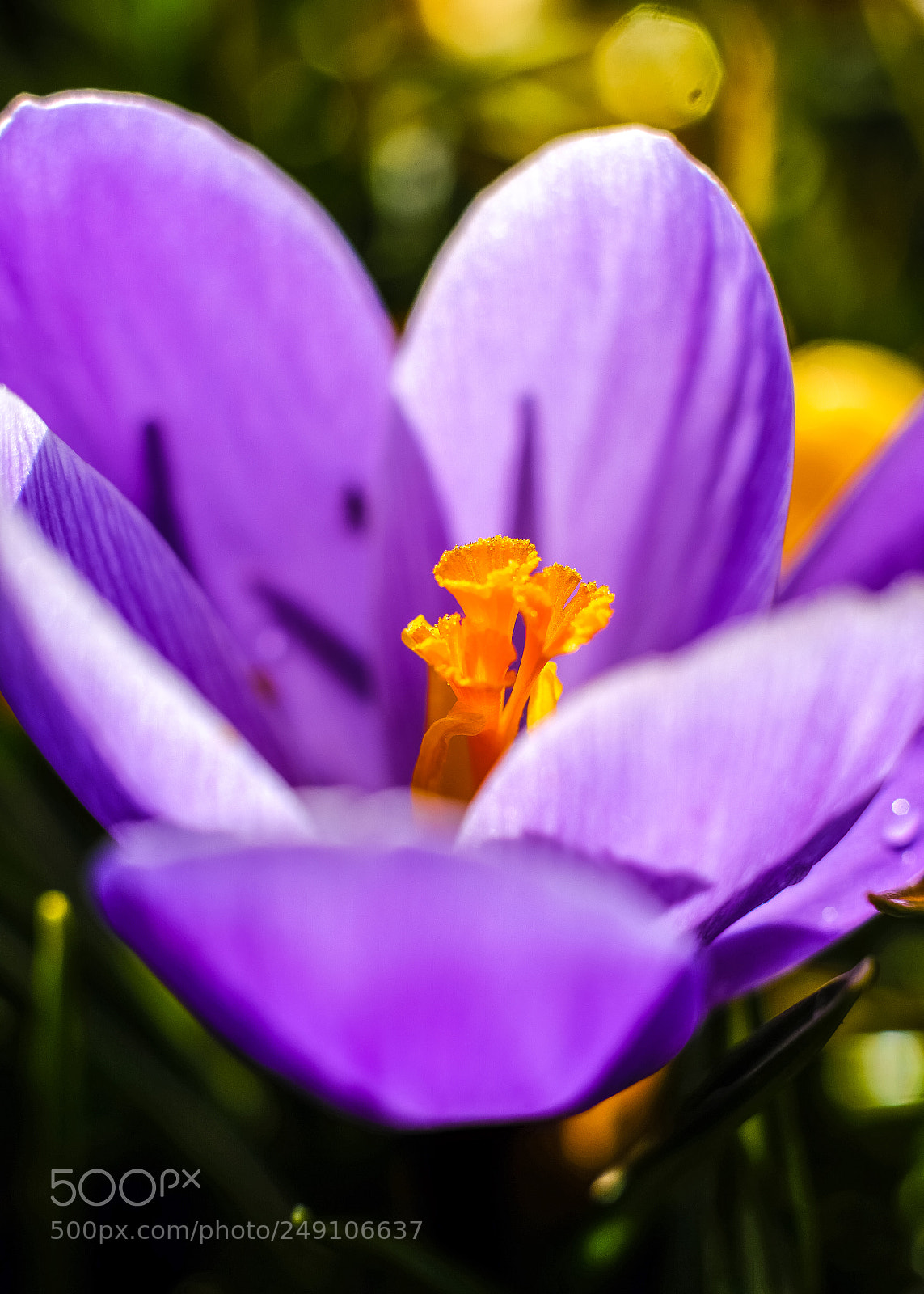 Fujifilm X-T20 sample photo. Spring photography