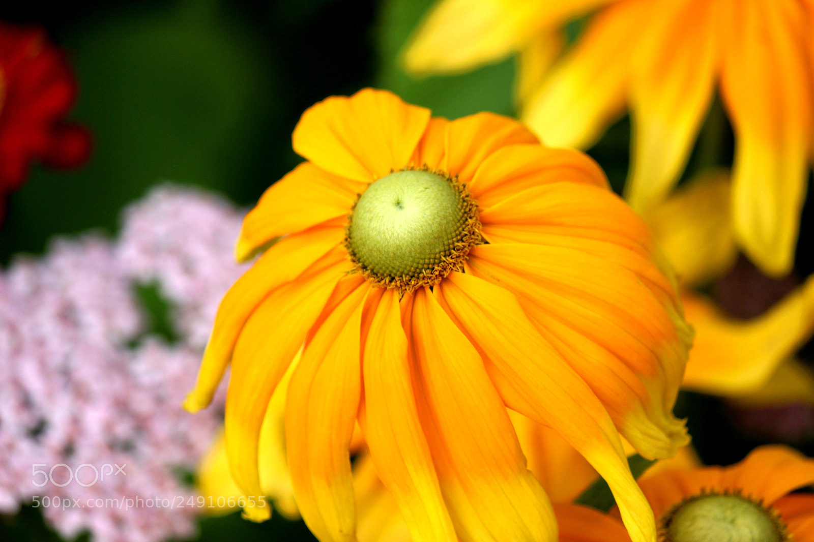 Canon EOS 600D (Rebel EOS T3i / EOS Kiss X5) sample photo. Img photography