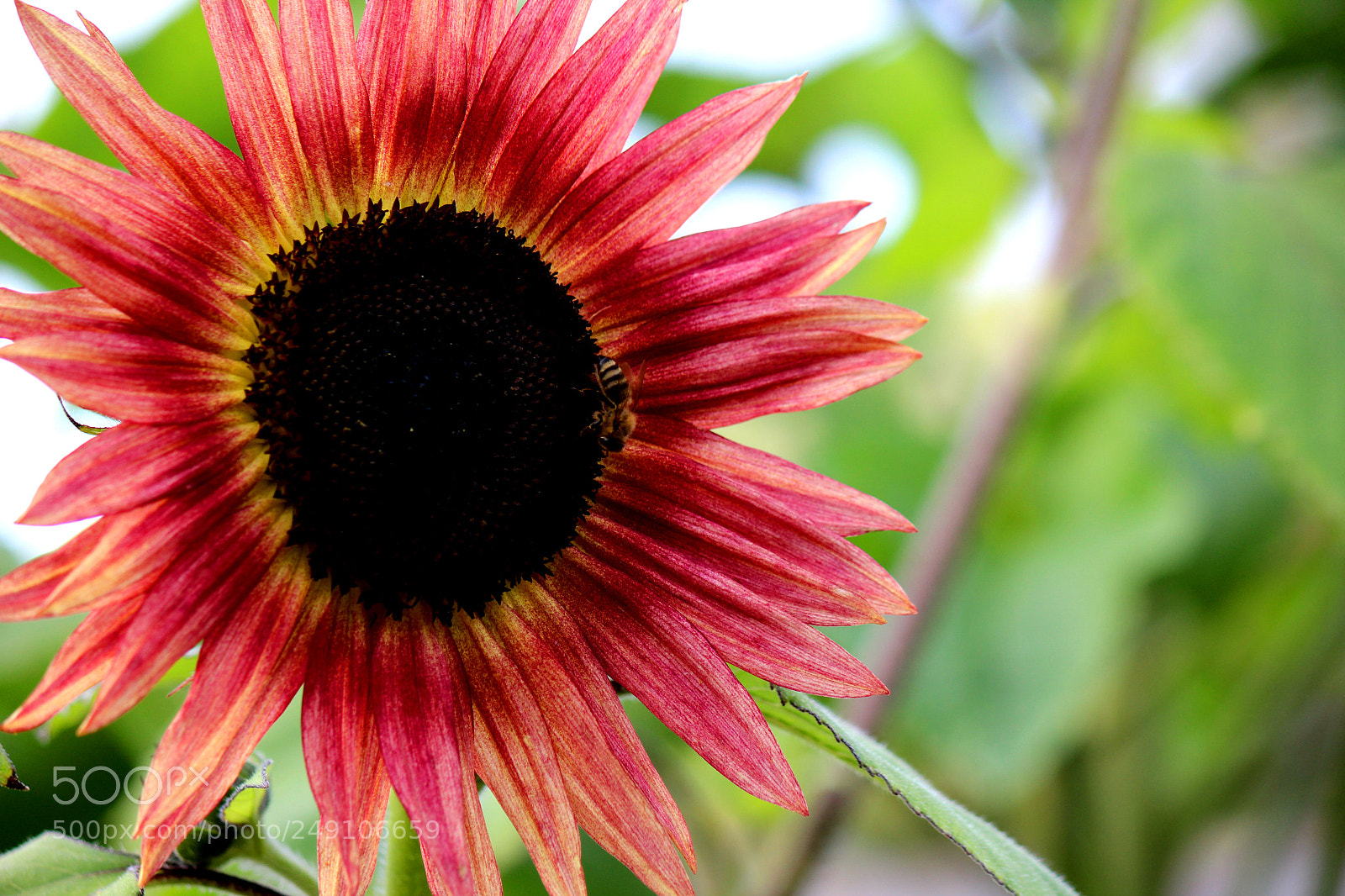 Canon EOS 600D (Rebel EOS T3i / EOS Kiss X5) sample photo. Img photography