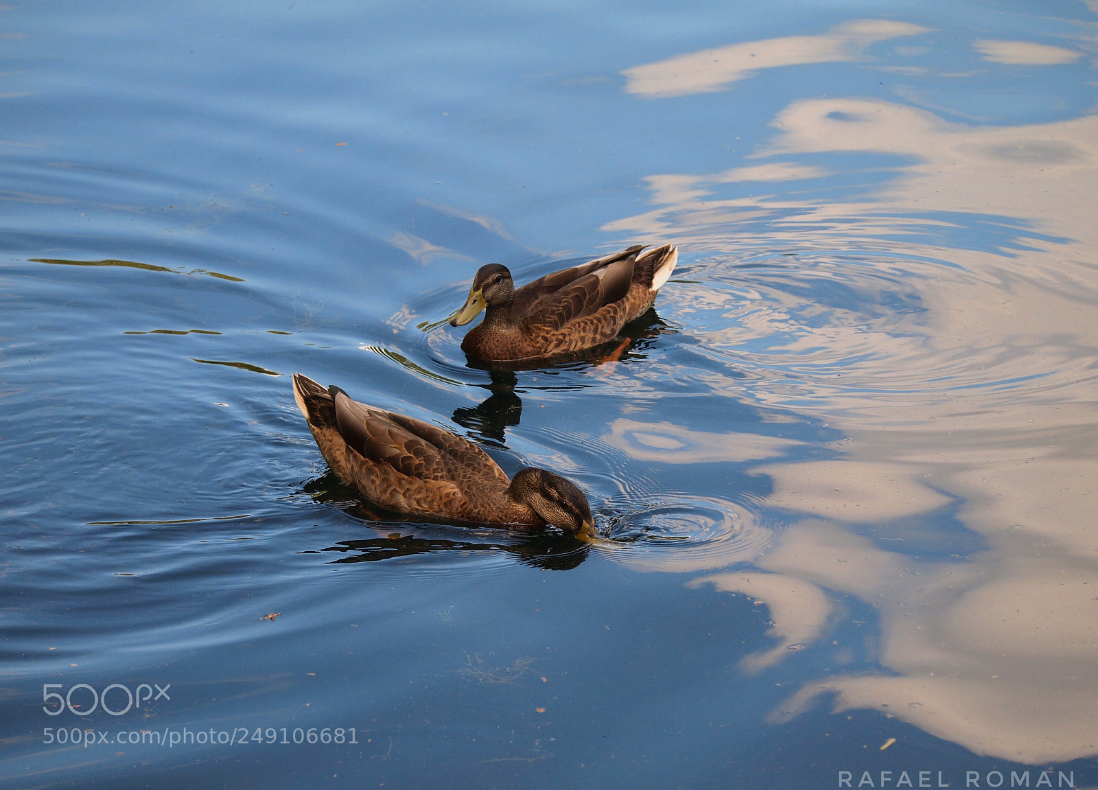 Olympus PEN E-PL1 sample photo. No goose photography