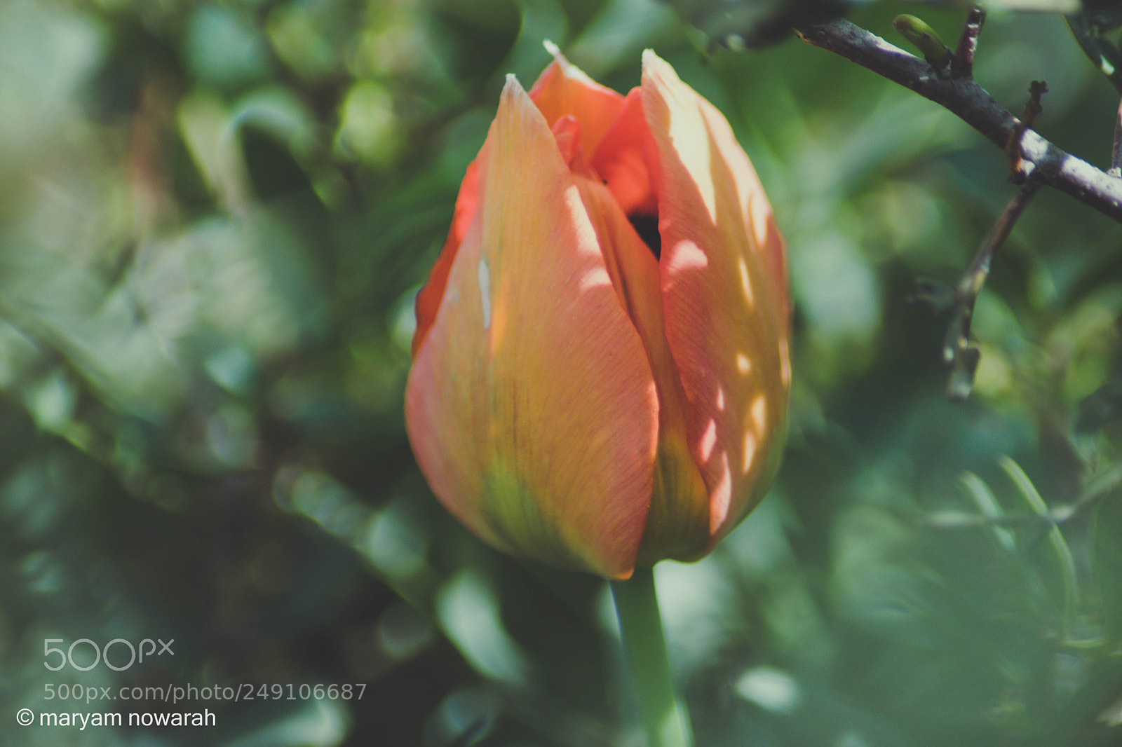 Nikon D5500 sample photo. Tulip photography