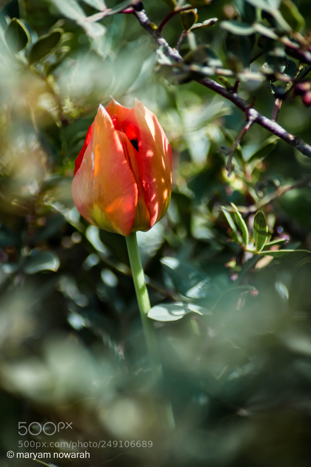 Nikon D5500 sample photo. Tulip photography