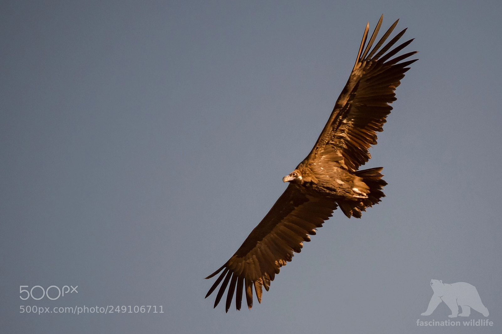 Nikon D4S sample photo. Eurasian black vulture photography
