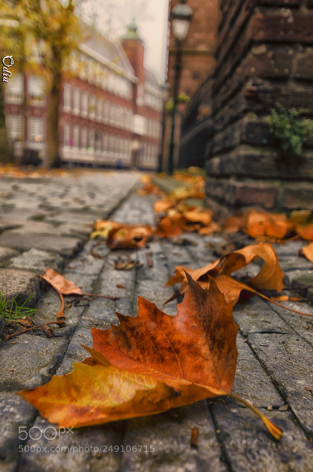 Nikon D5100 sample photo. Autumn leafs photography
