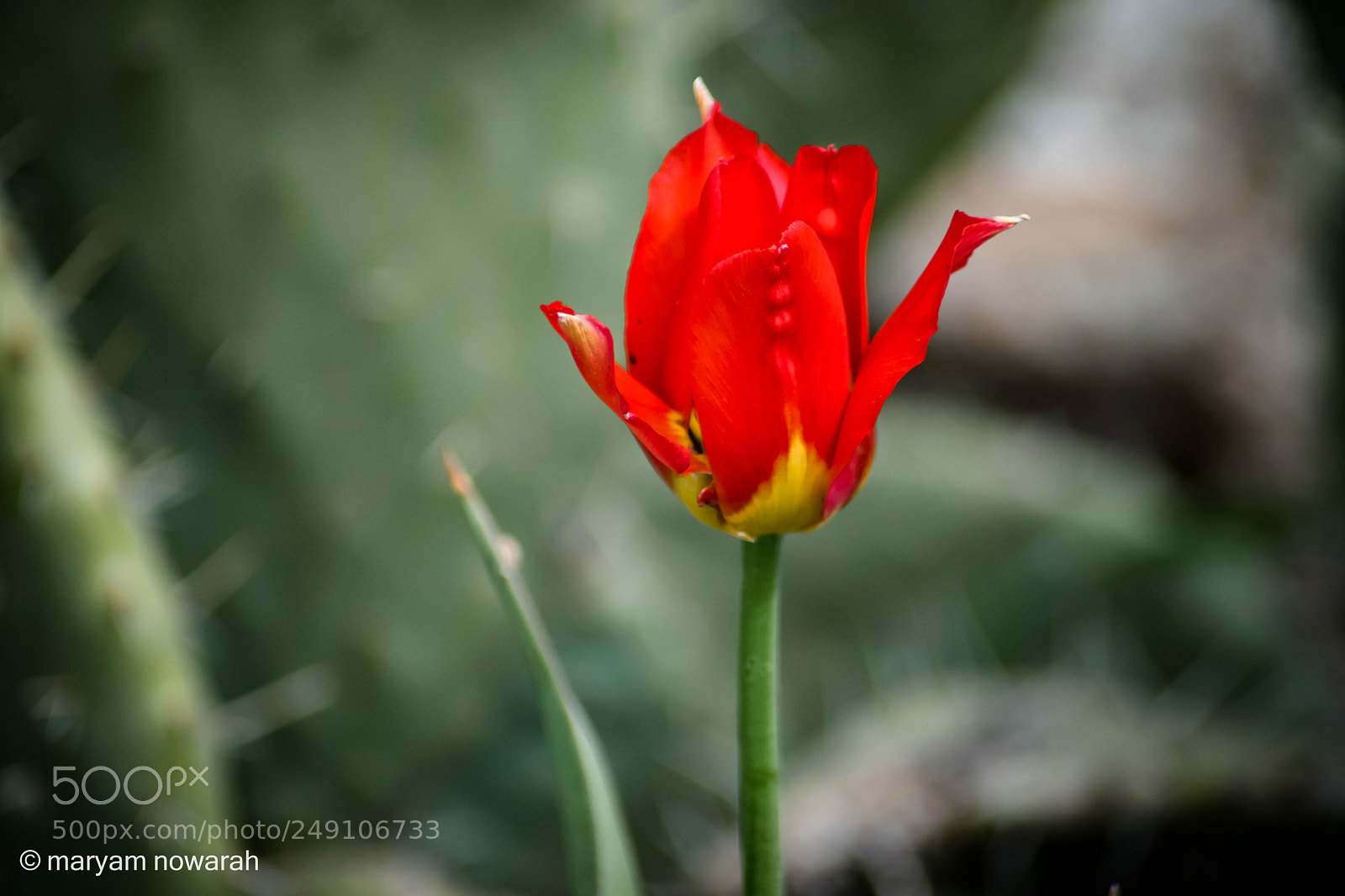 Nikon D5500 sample photo. Tulip photography