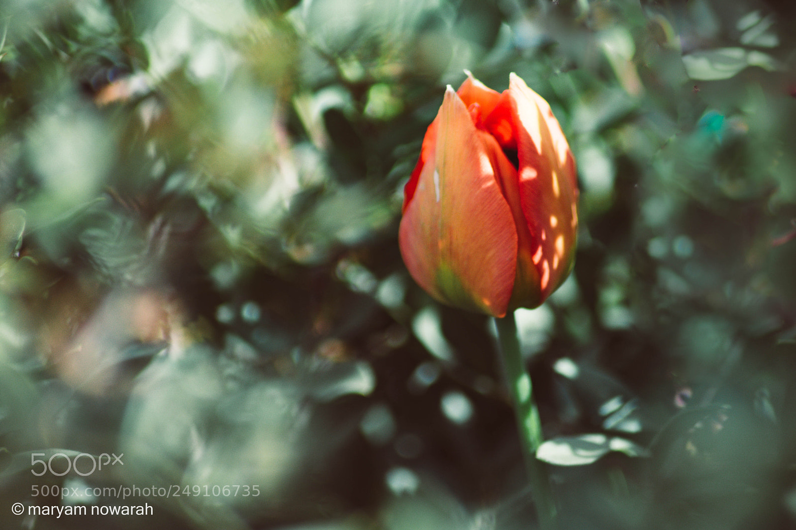 Nikon D5500 sample photo. Tulip photography
