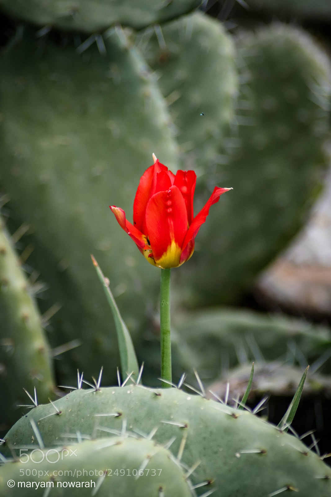 Nikon D5500 sample photo. Tulip photography