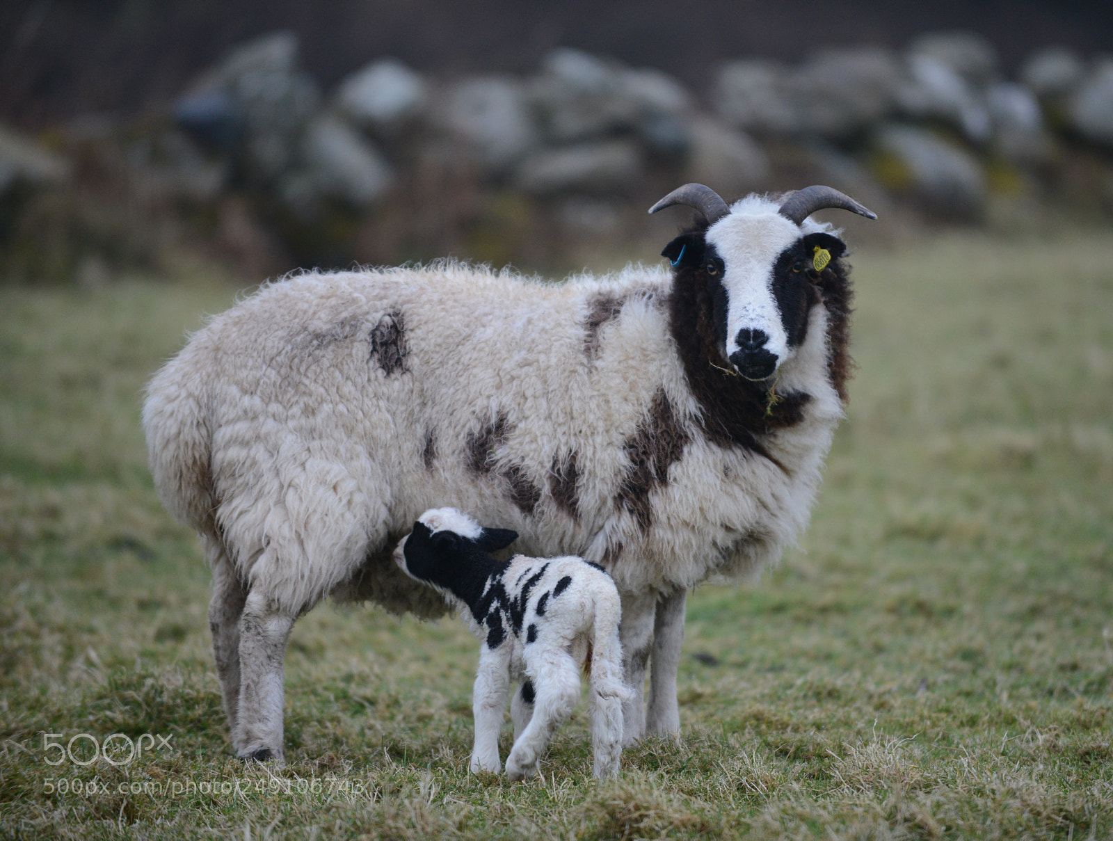 Nikon D800 sample photo. Lamb season photography