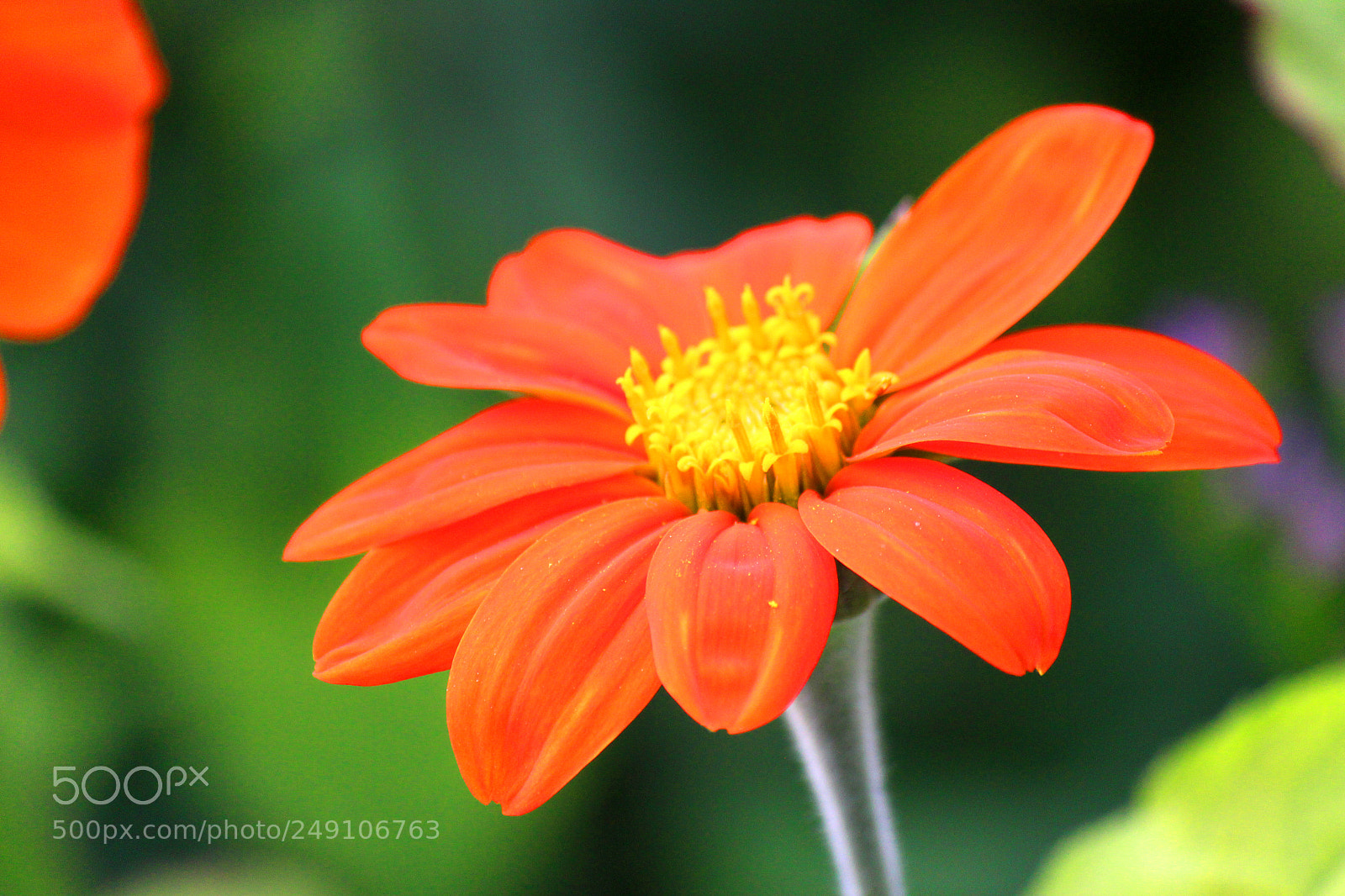 Canon EOS 600D (Rebel EOS T3i / EOS Kiss X5) sample photo. Img photography