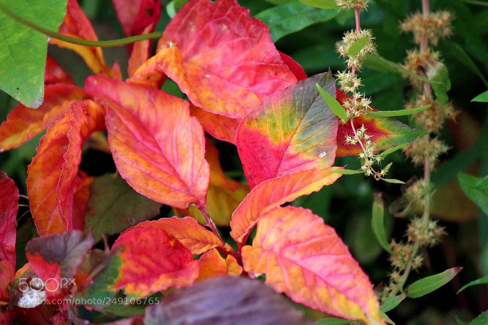 Canon EOS 600D (Rebel EOS T3i / EOS Kiss X5) sample photo. Img photography